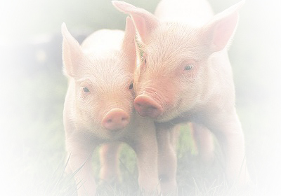 Schwein
